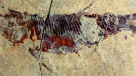 Los peces son el grupo más abundante encontrado en el yacimiento de Odèn,Cataluña.