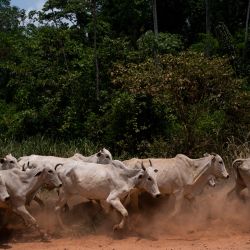 A herd of cattle goes through a public road inside Amazonia rainforest at the city of São Félix do Xingu, Para state, Brazil, on September 22, 2021. 