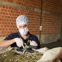 Instituto Nacional de la Yerba Mate estableció una nueva normativa que prohíbe el procesamiento de los palos de yerba mate 