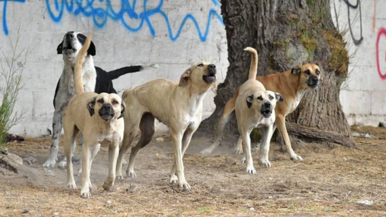 Acelerar Agarrar maduro Nuevo ataque de perros callejeros a un chico de 15 años en San Juan | Perfil