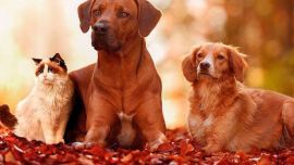 Muchas las personas no saben cómo actuar cuando sus fieles amigos comienzan a envejecer.