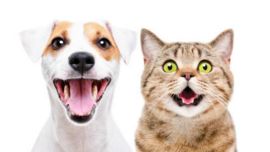 En esta etapa es fundamental incrementar la periodicidad de la visita al veterinario.