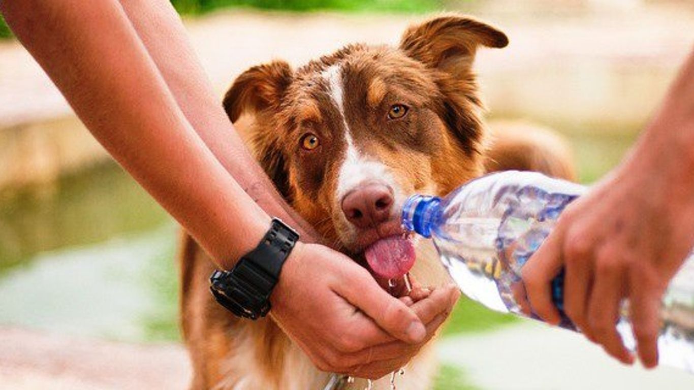 Cuidados para evitar que los perros sufran con el calor - Mestizos Magazine