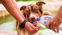 Cómo prevenir los golpes de calor en las mascotas