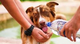 Cómo prevenir los golpes de calor en las mascotas
