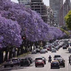 Vehículos transitan sobre una avenida adornada por árboles de jacaranda, en la ciudad de Buenos Aires. Durante el mes de noviembre más de 18.000 ejemplares de jacaranda comienzan a florecer en las veredas porteñas con su característica flor color violeta. | Foto:Xinhua/Martín Zabala