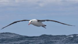 Por segundo año consecutivo, la ONG Aves Argentinas otorgó el premio "Amigo de las Aves Marinas".
