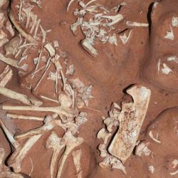 Encontraron restos de cráneo y mandíbula, columna vertebral, cinturas pectoral y pélvica y miembros anteriores y posteriores.
