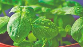 La albahaca, un botiquín de sabor