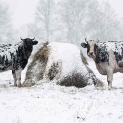 Las vacas se paran en un prado cubierto de nieve cerca del pueblo de Wiejki, al este de Polonia, después de la primera nevada de la temporada. AFP | Foto:AFP