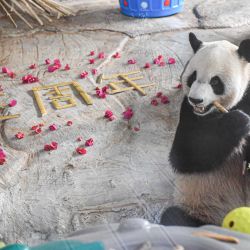 1	El panda gigante Shunshun disfruta alimentos en el Parque Tropical de Vida Silvestre y Jardín Botánico de Hainan, en Haikou, en la provincia de Hainan, en el sur de China . El parque llevó a cabo celebraciones el domingo para dos pandas gigantes que han habitado la provincia insular por tres años. (Xinhua/Pu Xiaoxu) (rtg) (ra) (da) | Foto:Xinhua News Agncy