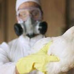 Gripe aviar: la OMS pidió aumentar la vigilancia por la aparición de nuevos subtipos