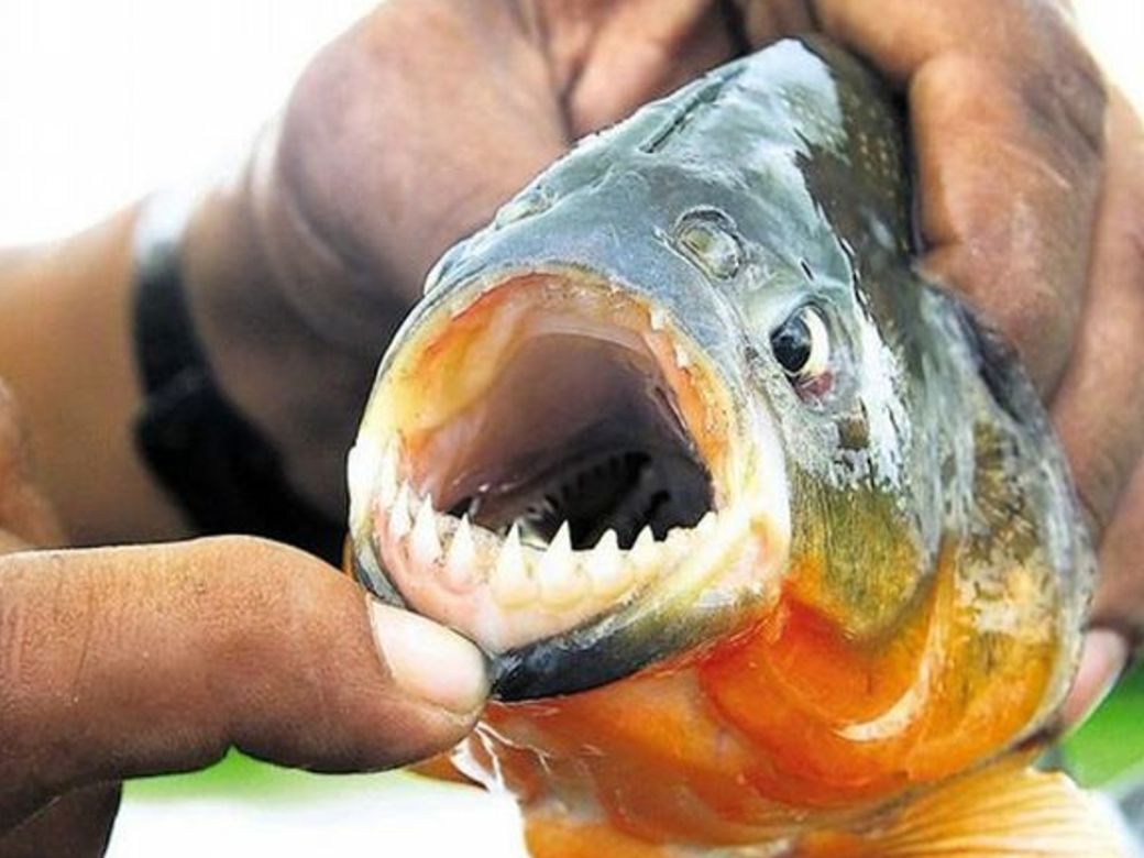 Más de 30 heridos por ataque de palometas en Santa Fe: una adolescente  perdió un dedo | Perfil