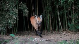El animal había sido encontrado, a fines de 2020, en muy mal estado.
