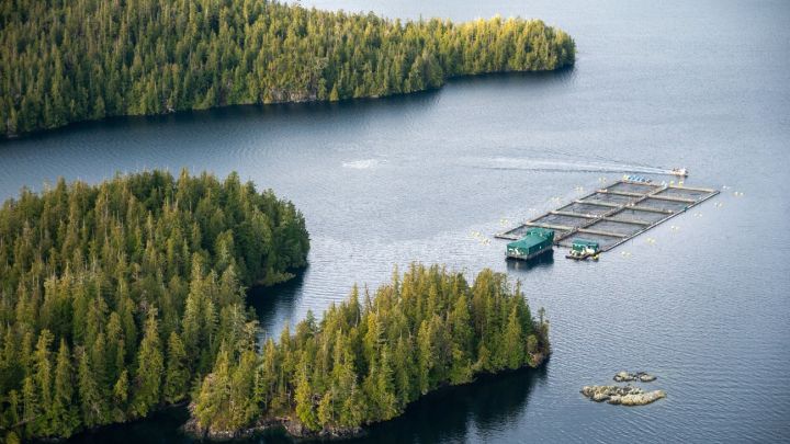 Una compañía finlandesa está tratando de romper la dependencia de la industria pesquera con el alimento para peces hecho con soja, además de la deforestación que esta conlleva.