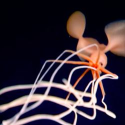 Es el primer ejemplar de esta familia de calamares que es avistado en el Golfo de México.