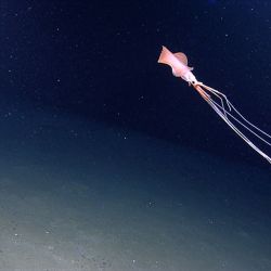 Estos calamares gigantes habitan a más de 2.000 metros de profundidad.