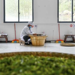 Personas participando en un concurso de procesamiento del té durante una competencia de habilidades vocacionales, en el distrito de Longli, en la provincia de Guizhou, en el suroeste de China. | Foto:Xinhua News Agncy