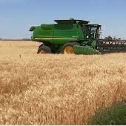 La producción de trigo provincial subió 85%