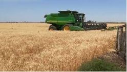 La producción de trigo provincial subió 85%