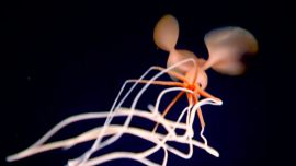 Es el primer ejemplar de esta familia de calamares que es avistado en el Golfo de México.