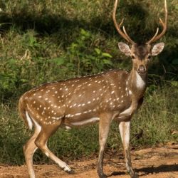 El animal fue visto en varios barrios de la capital santafesina.