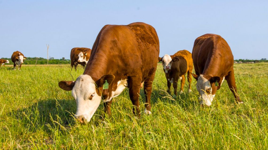 Cattle graze near Villaguay, Entre Ríos province. Figures in Argentina's livestock sector suggest that grazing can help sequester enough carbon in soils to offset animal emissions, but there is strong debate over calculations and sustainability.