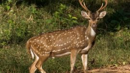 El animal fue visto en varios barrios de la capital santafesina.