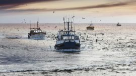 Se llevarán a cabo experimentos a bordo de consumo de los cocolitofóridos