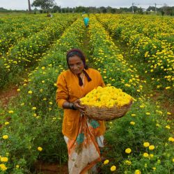 Un agricultor lleva las flores de caléndula cosechadas en una cesta desde un campo en las afueras de Bangalore. | Foto:Manjunath Kiran / AFP