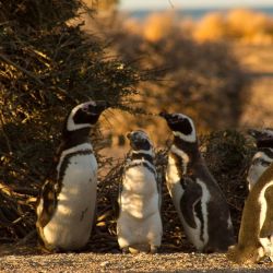 El cercado se electrificó, lo que hizo que muchos de los pingüinos adultos mueran electrocutados.