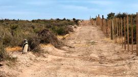 El dueño del campo aplastó 140 nidos de pingüinos.