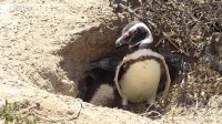 Pingüinera de Punta Tombo, Chubut 20211201