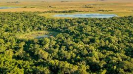 Yerbalito es el parche de bosque paranaense más grande del Iberá.