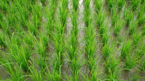 Finalizó la siembra de arroz en Entre Ríos
