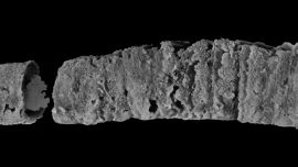 Vivió en arrecifes de coral en aguas poco profundas que, actualmente, forman parte del continente australiano