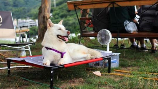 El cuidado de las mascotas ante el calor extremo