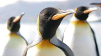 Pingüino Emperador 20211207