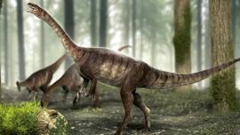 Se trata de una especie desconocida de dinosaurio herbívoro.