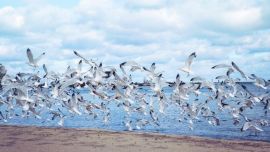 El estudio fue realizado entre cuatro colonias de gaviotas de pico anillado.