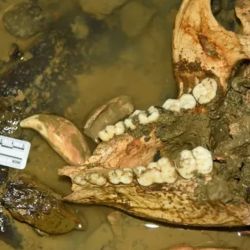 Los investigadores detectaron evidencia de huesos sesamoideos radiales en los fósiles encontrados.