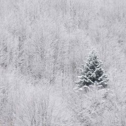 FOTO2  Muestra un paisaje cubierto de nieve en Xonrupt-Longemer, en el este de Francia.SEBASTIEN BOZON | Foto:AFP