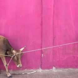 Un hombre hace fila con su vaca para tomar un ferry para cruzar el río Gambia. JOHN WESSELS  | Foto:AFP