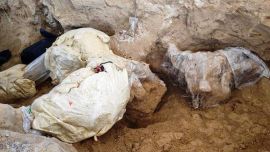 En un primer momento el empleado pensó que se trataba de una raíz.