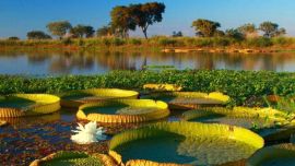 La fauna y flora se mantienen fuera de la mano del hombre.
