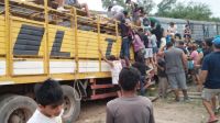 tren choco camion vacas faenaron animales g_20211214