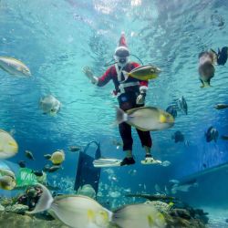 Un buzo portando un traje de Papa Noel nada con criaturas marinas dentro del oceanario del Parque Oceánico de Manila, Filipinas. | Foto:Xinhua/Rouelle Umali