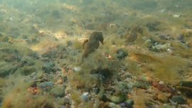 La especie estaba en peligro de extinción.