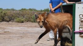 La aguará guazú había sido rescatada, en mal estado de salud, hace dos años.