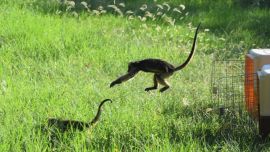 Los cinco ejemplares fueron liberados tras cinco meses de rehabilitación.